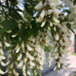 Meet your Posher, Meg